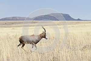 Blesbok running on savanna