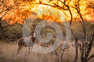 A blesbok standing in the grass, with the rest of the herd in the background