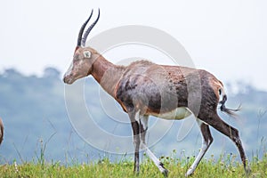 Blesbok standing and grazing on the mountain