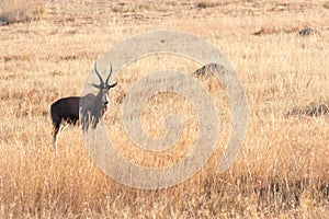 Blesbok Staring In Grass