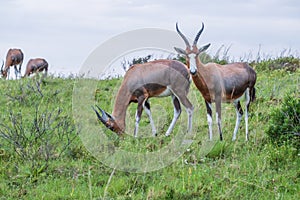 Blesboks standing and grazing on the mountain