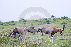 Blesboks standing and grazing on the mountain