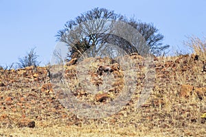 Blesbuck on the african highveld
