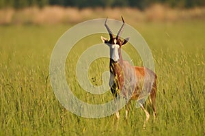 Blesbuck on an African plain