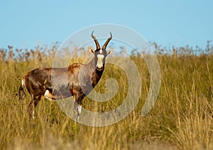 Blesbuck in afternoon light