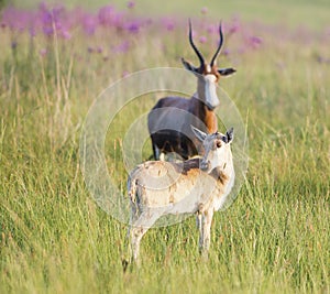 Blesbuck calf looking over shoulder