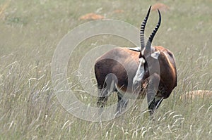 Blesbuck (Damaliscus pygargus phillipsi)