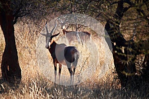 BLESBUCK WITH HEAD TURNED FORWARD FROM BEHIND WITH SUNLIGHT ON HORNS AND HEAD TURNED IN OPEN WOODLAND IN SOUTH AFRICAN LANDSCAPE