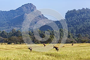 Blesbuck in Mlilwane wildlife sanctuary, Swaziland