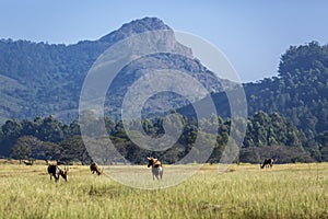 Blesbuck in Mlilwane wildlife sanctuary, Swaziland