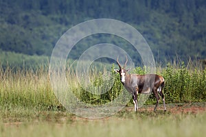 Blesbuck in Mlilwane wildlife sanctuary, Swaziland