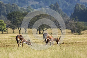 Blesbuck in Mlilwane wildlife sanctuary, Swaziland