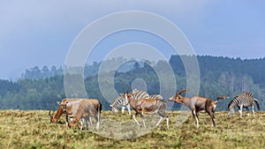 Blesbuck and plain zebras in Mlilwane wildlife sanctuary, Swaziland