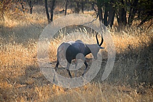 BLESBUCK IN PROFILE WALKING OFF INTO OPEN WOODLAND IN SOUTH AFRICAN LANDSCAPE