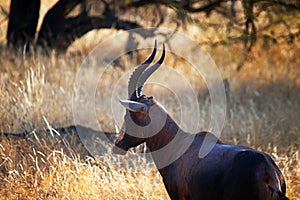 BLESBUCK RAM IN PROFILE STANDING IN OPEN WOODLAND IN SOUTH AFRICAN LANDSCAPE