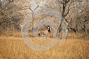 Blesbuck standing on the dry savannah