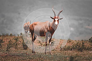 Blesbuck standing in a meadow. Damaliscus pygargus phillipsi.