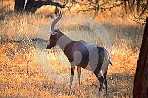 BLESBUCK STANDING IN OPEN WOODLAND IN SOUTH AFRICAN LANDSCAPE