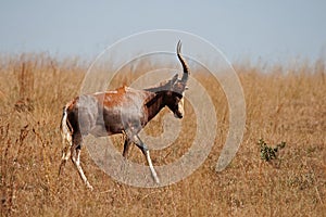 BLESBUCK WALKING THROUGH GRASS