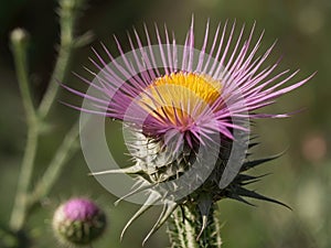 Blessed Thistle (Cnicus benedictus)