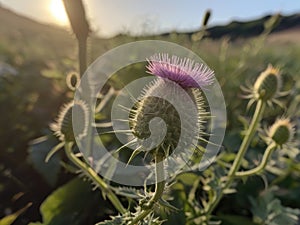 Blessed Thistle (Cnicus benedictus)