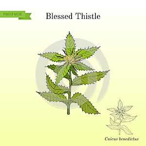 Blessed Thistle cnicus benedictus , medicinal plant