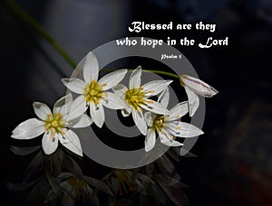 Blessed are they who hope in the Lord - Psalm 1