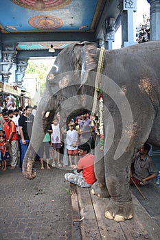 Blessing Elephant at Hindu Ganesha Temple India