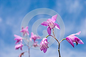 Bletilla striata flower