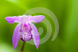 Bletilla striata flower