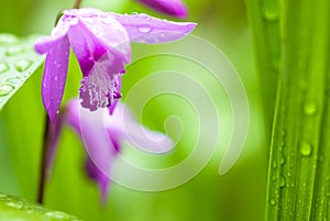 Bletilla striata flower