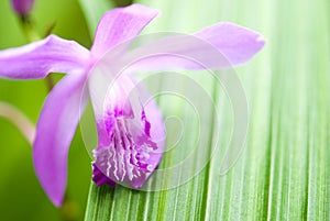 Bletilla striata flower