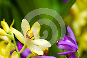 Bletilla striata and Phaius flavus