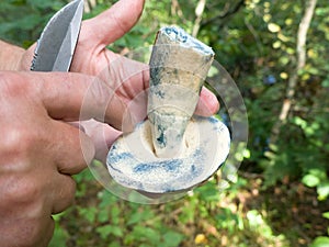 Blewit (Gyroporus cyanescens) in hand photo