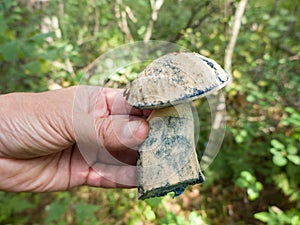 Blewit Gyroporus cyanescens in hand photo