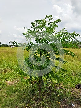 The blewn tree by wind on the greeny rice field
