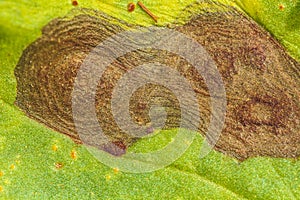 Blight on bean photo