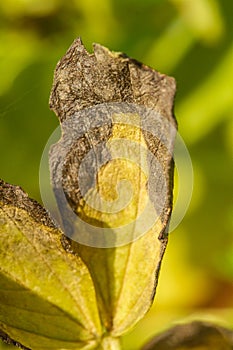 Blight on bean photo