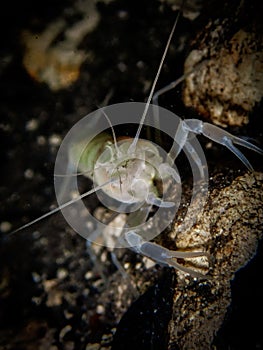 Blind albino cave crayfish & x28;Procambarus spp& x29; in the underwater cavern of Paradise Springs, Ocala, Florida