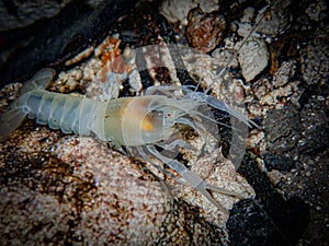 Blind albino cave crayfish & x28;Procambarus spp& x29; in the underwater cavern of Paradise Springs, Ocala, Florida