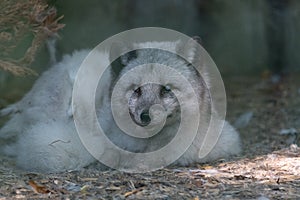 Blind Arctic Fox laying down