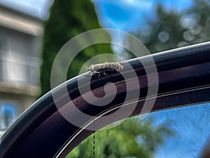 A blind bittern (Tabanidae), with characteristic bulging eyes, sitting on the side mirror of a car