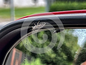 A blind bittern (Tabanidae), with characteristic bulging eyes, sitting on the side mirror of a car