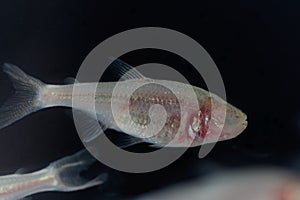 Blind cave fish, Astyanax mexicanus, with a black background