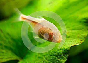 Blind Cave Fish or Mexican Tetra (Astyanax fasciatus mexicanus)