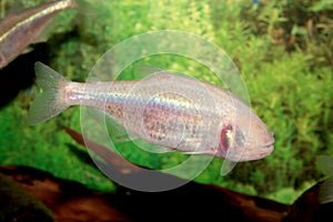 Blind cave mexican tetra aquarium fish