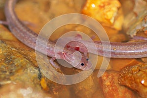 Blind cave salamander