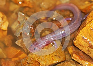 Blind cave salamander