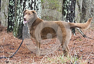 Blind Chocolate Labrador dog outdoors on a leash