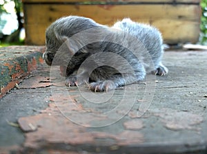 Blind defenseless kitten